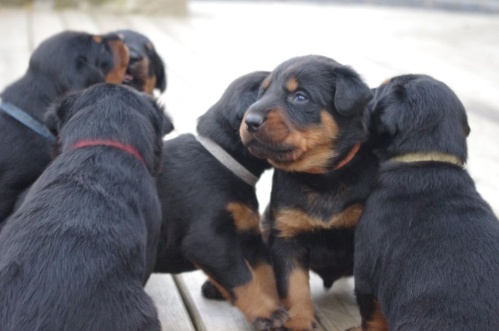 Chiots Lorna et Iakary à 3 semaines