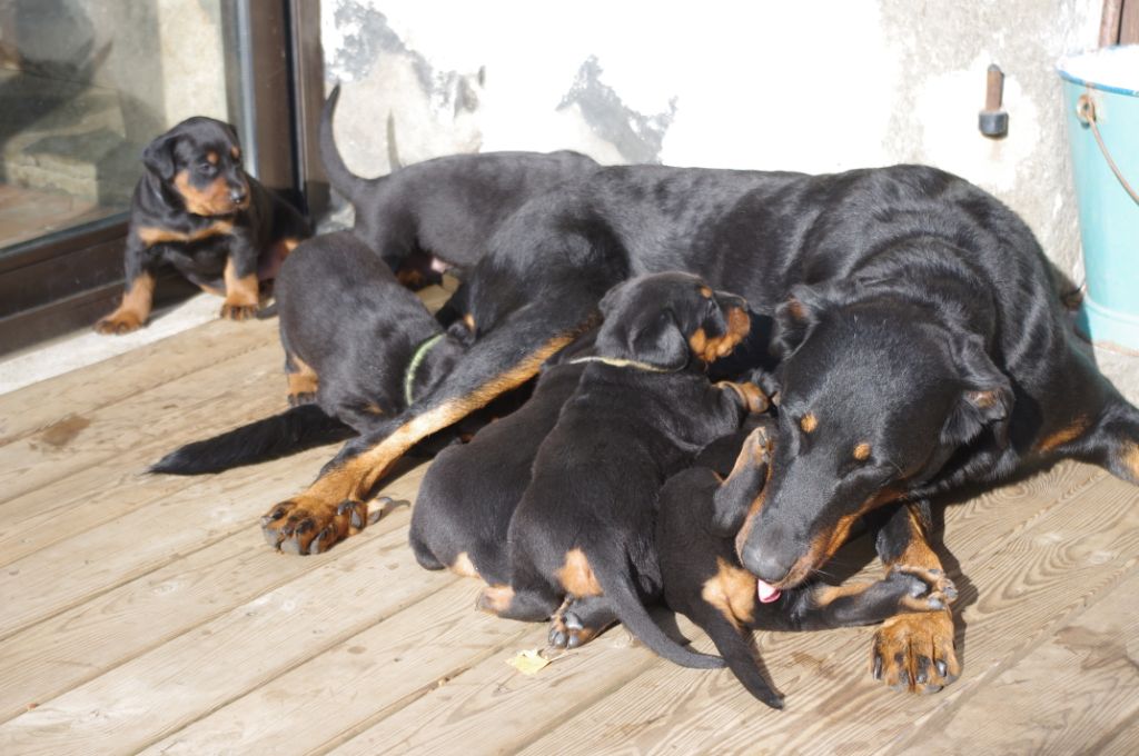 Chiots Lorna et Iakary à 4 semaines