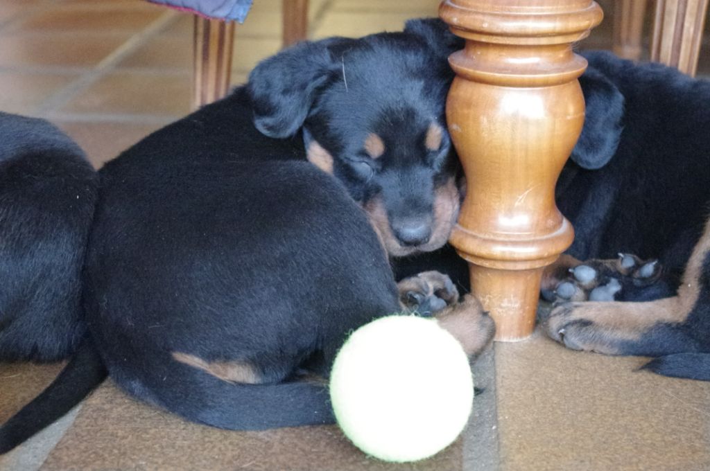 Chiots Lorna et Iakary à 5 semaines
