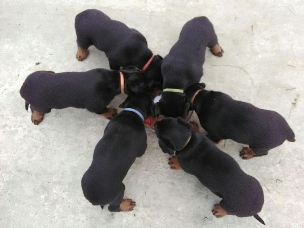 Chiots Lorna et Iakary à 6 semaines