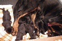 CHIOT