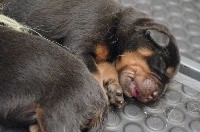 CHIOT