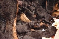 CHIOT