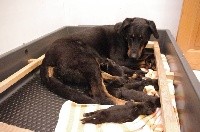 CHIOT