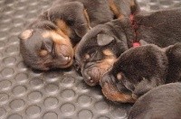 CHIOT
