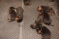 CHIOT