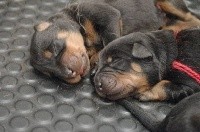 CHIOT
